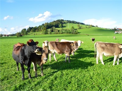Beste Meeting-Region in Deutschland für den Re-Start: Das Allgäu - MICE Service Group