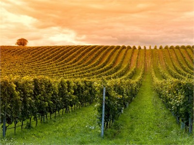 Unvergessliche Seminare in Deutschlands Weinhochburgen - MICE Service Group